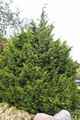 Juniperus chinensis-1 Jałowiec chiński